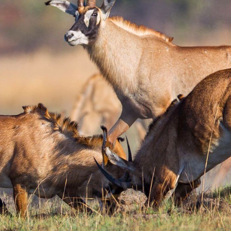 Kafue Nationalpark