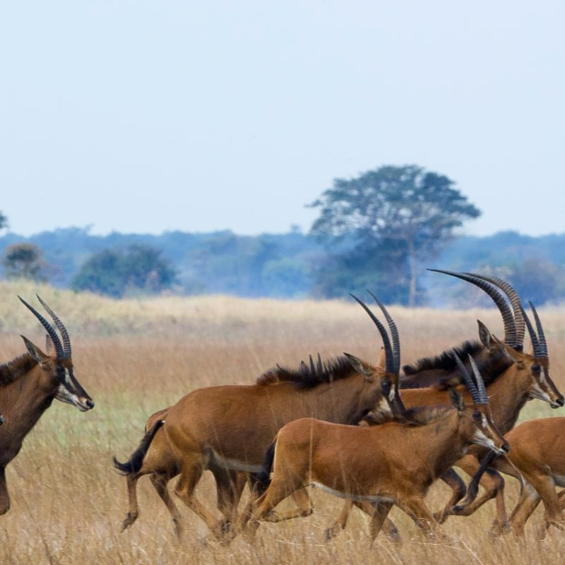 Kafue Nationalpark