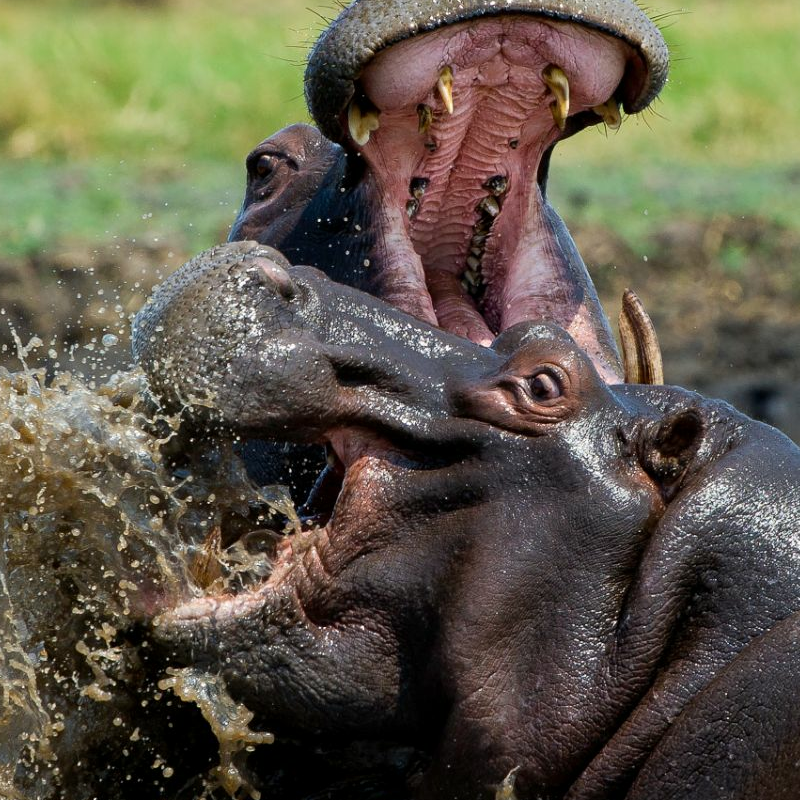 Kafue Nationalpark