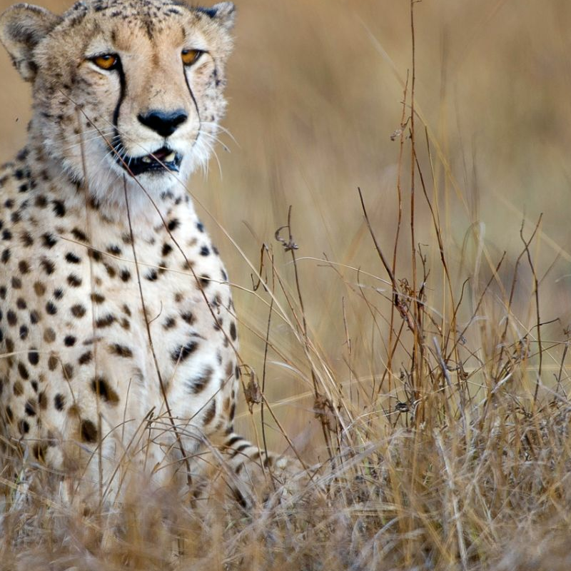 Kafue Nationalpark