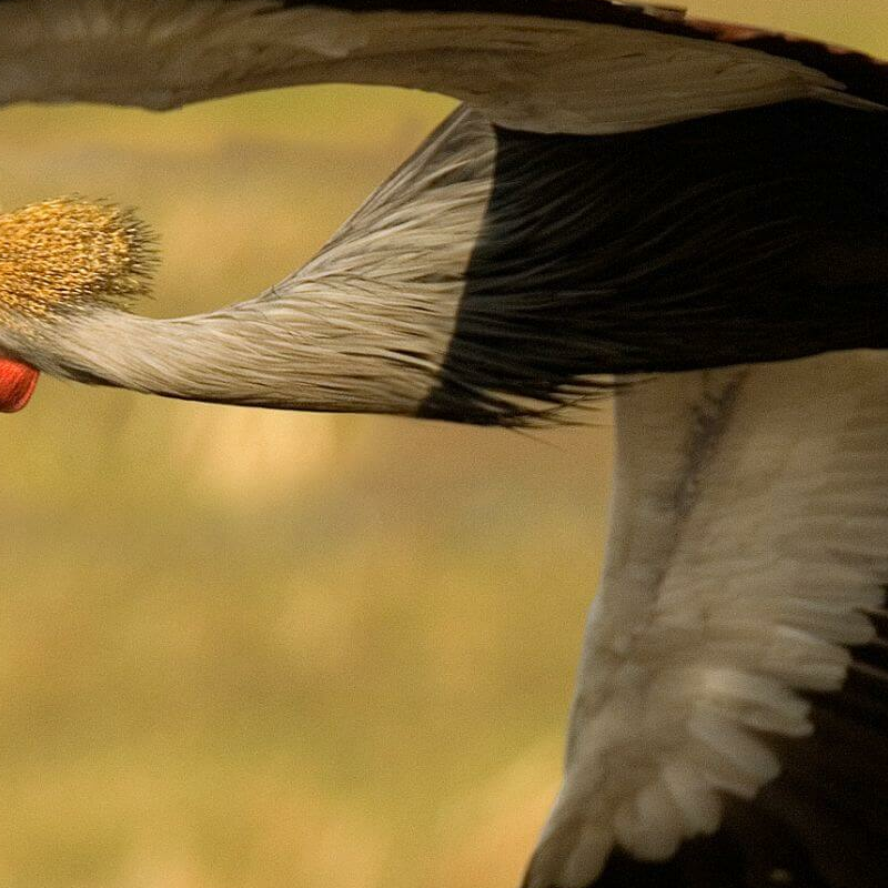 Kafue Nationalpark