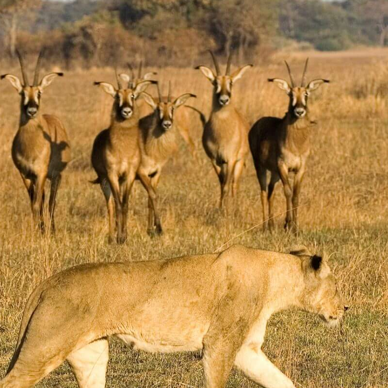Kafue Nationalpark