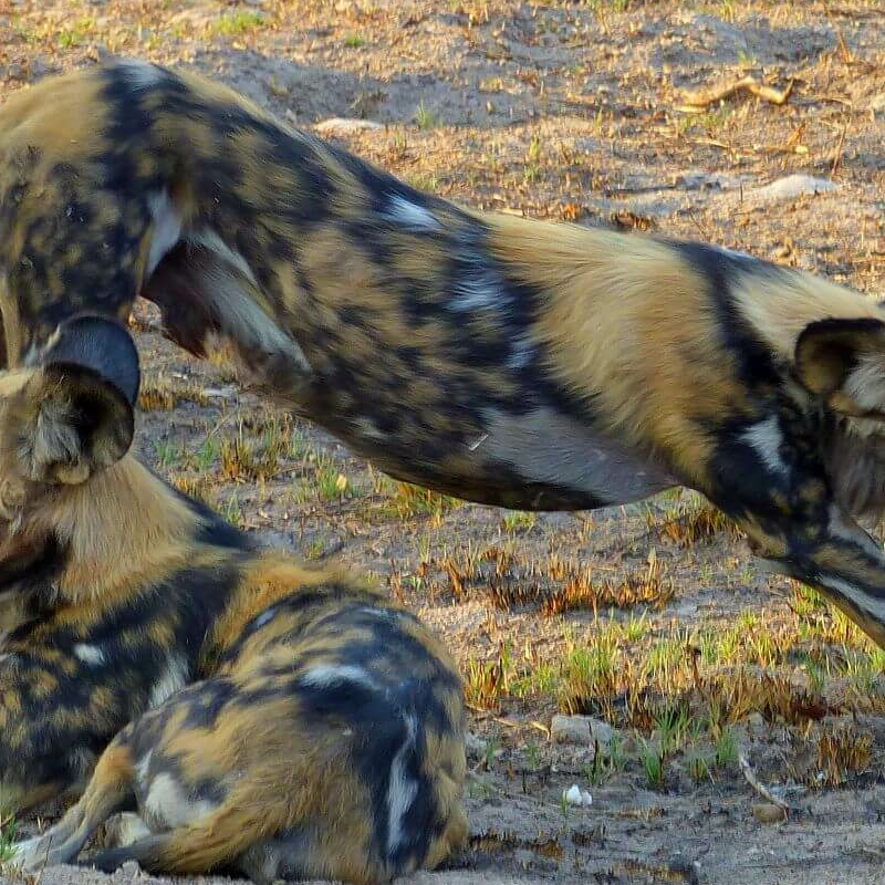 Kafue Nationalpark