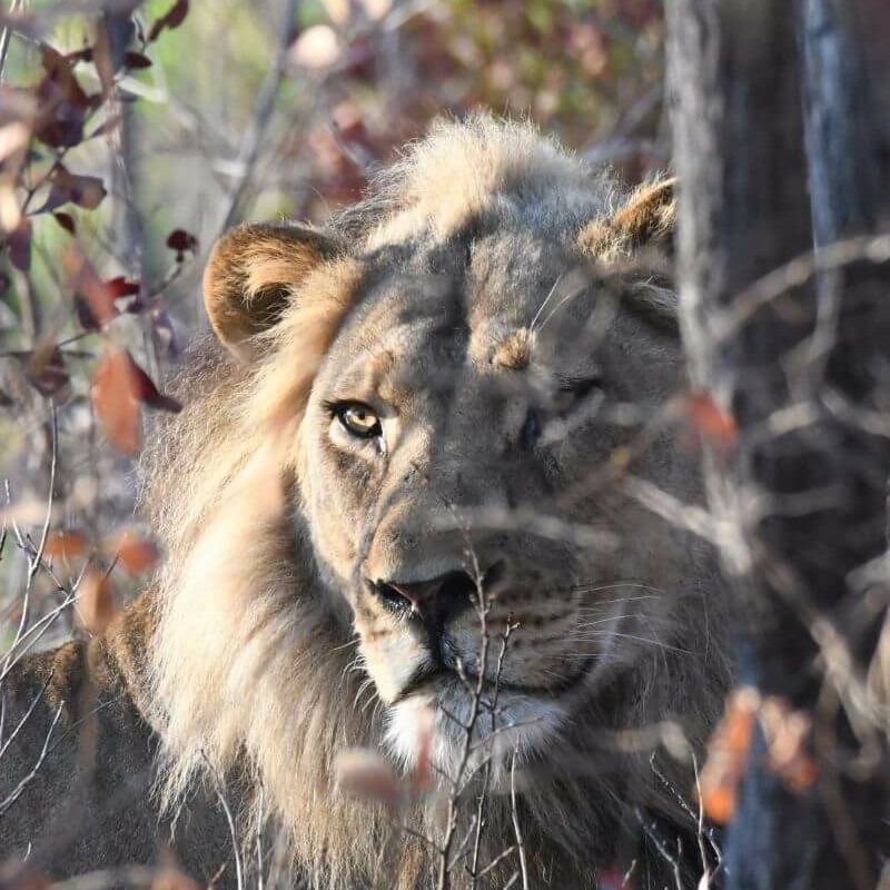 Kafue Nationalpark