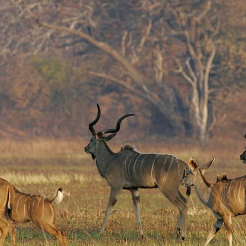 Kafue Nationalpark