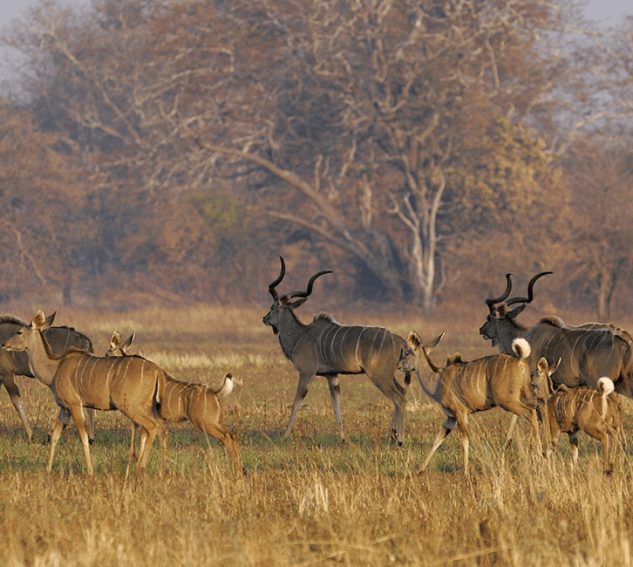 Kafue Nationalpark