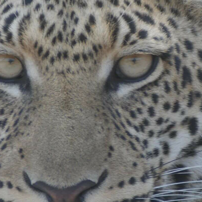Kafue Nationalpark