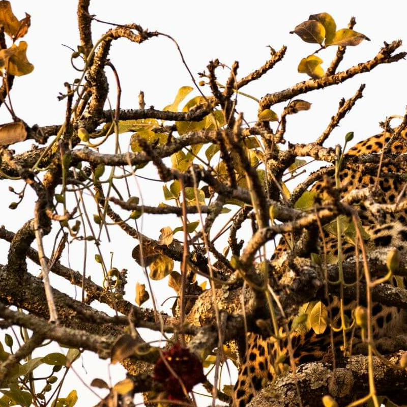 Kafue Nationalpark