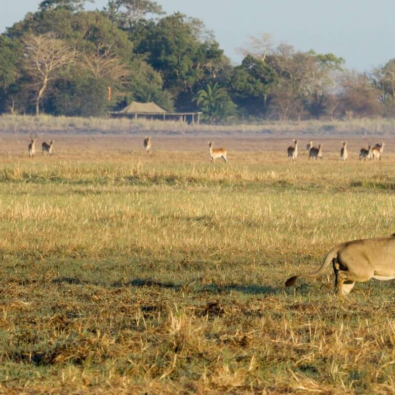 Kafue Nationalpark