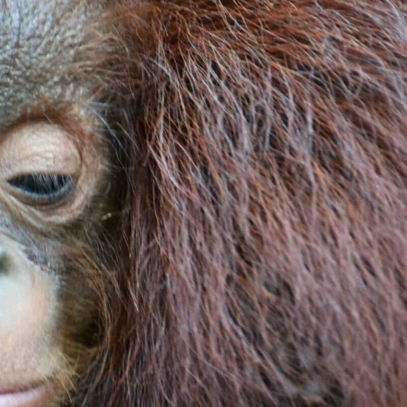 Kalimantan