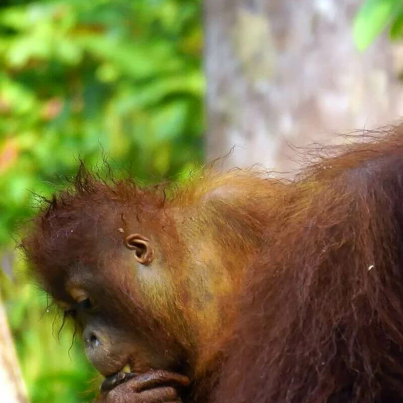 Kalimantan