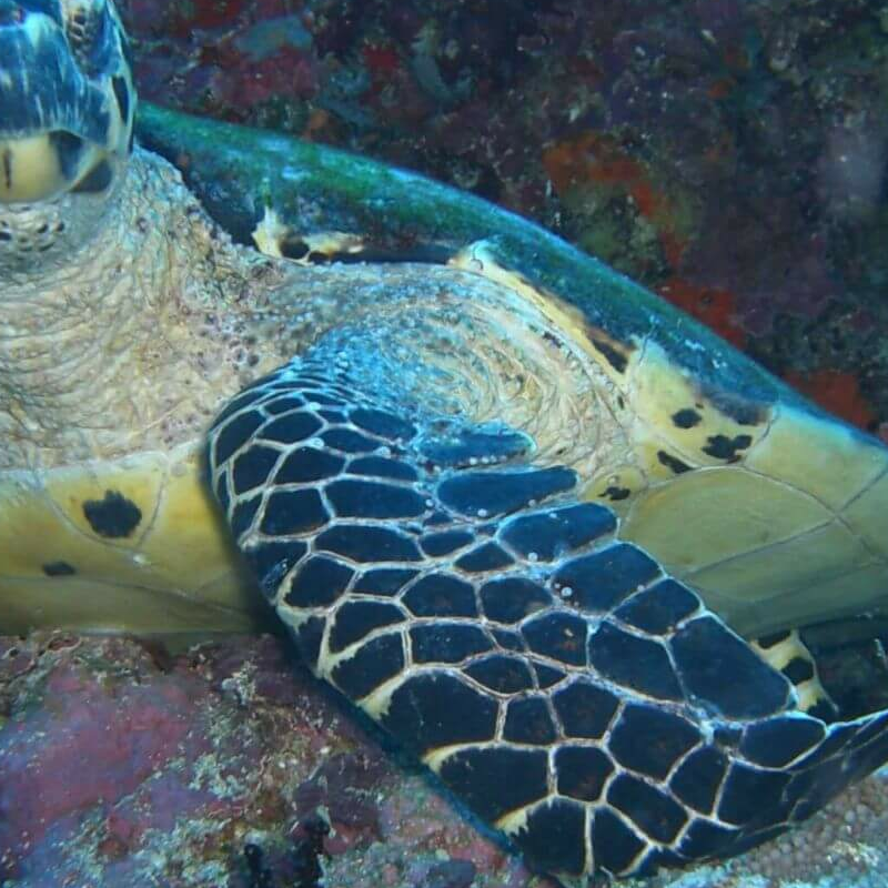 Kalimantan