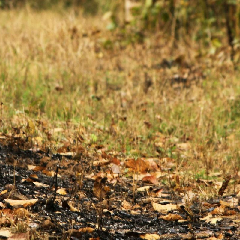 Kanha Nationalpark