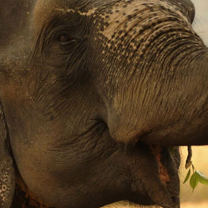 Kanha Nationalpark