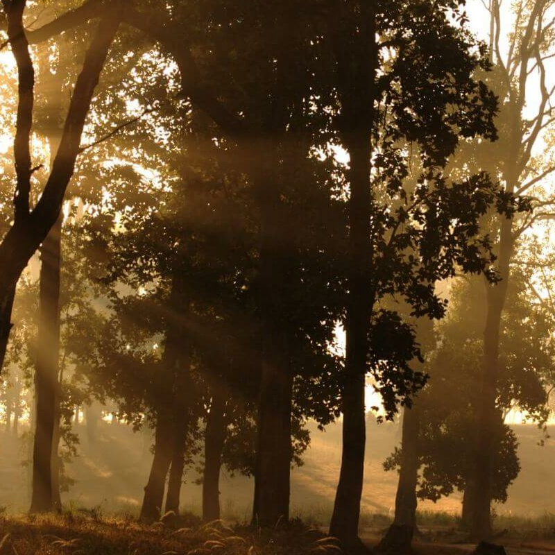 Kanha Nationalpark