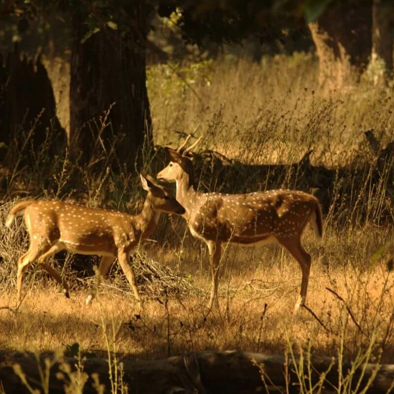 Kanha Nationalpark