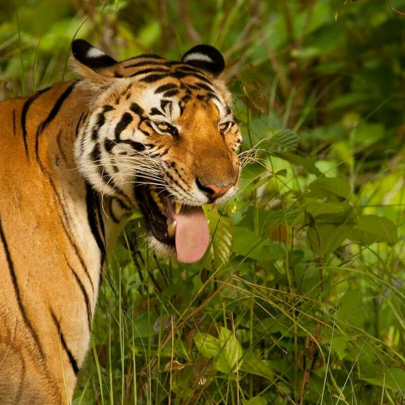 Kanha Nationalpark