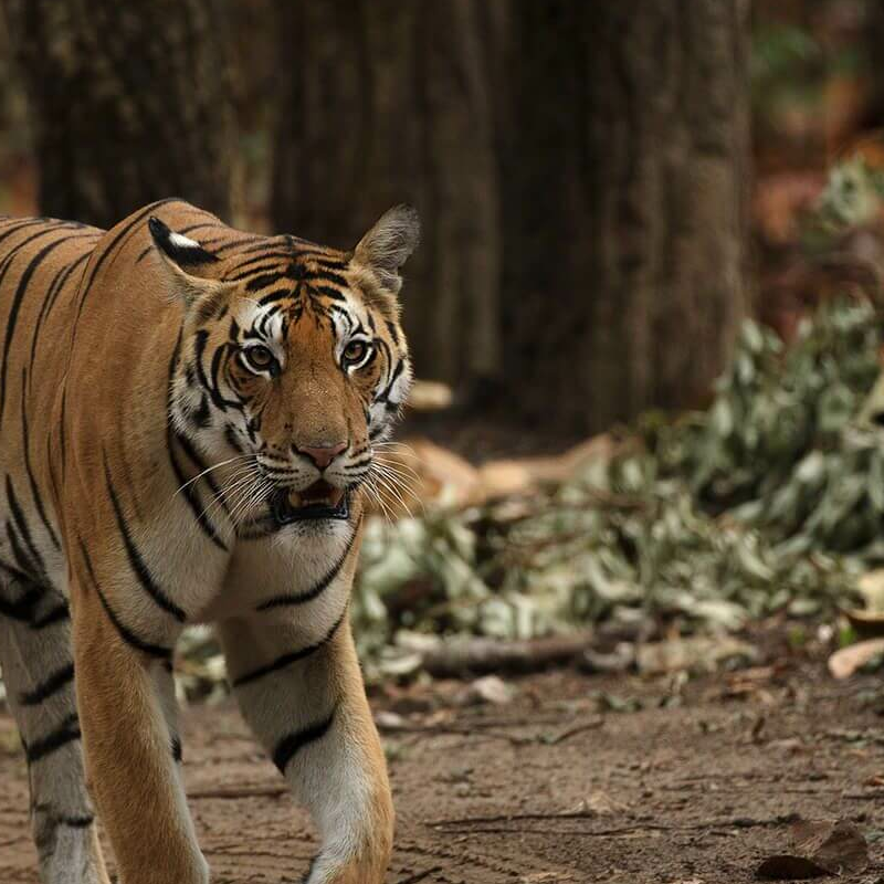 Kanha Nationalpark