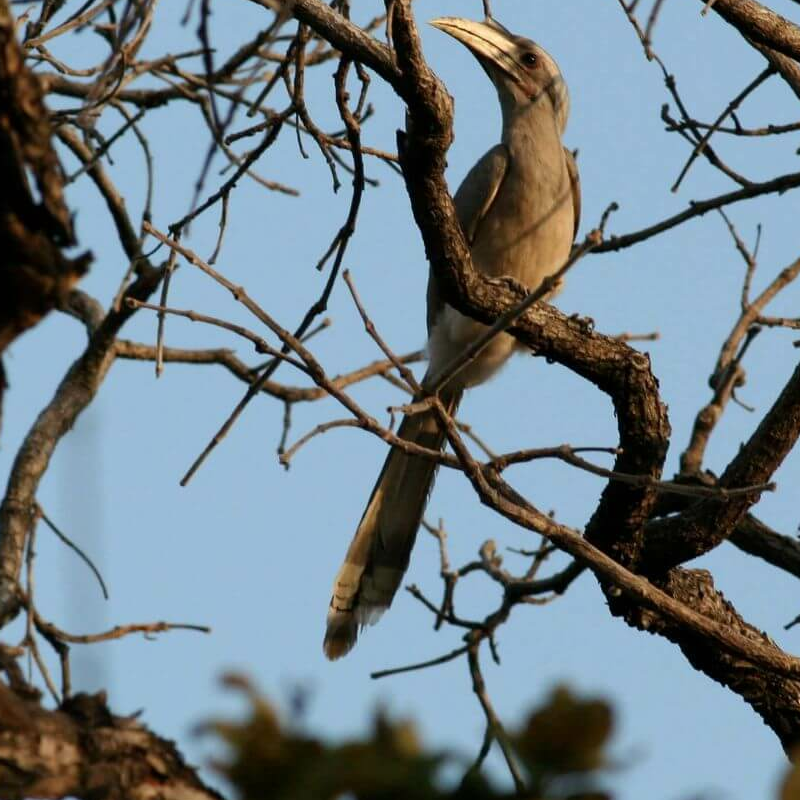 Kanha Nationalpark