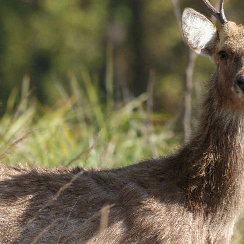 Kanha Nationalpark