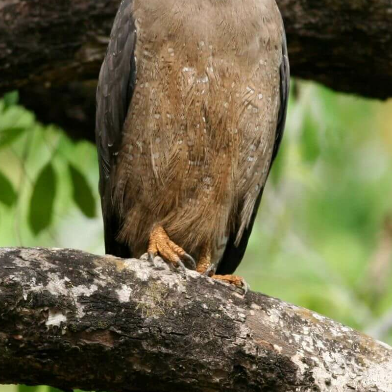 Kanha Nationalpark