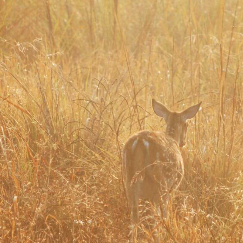 Kanha Nationalpark