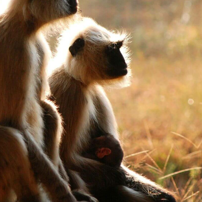 Kanha Nationalpark