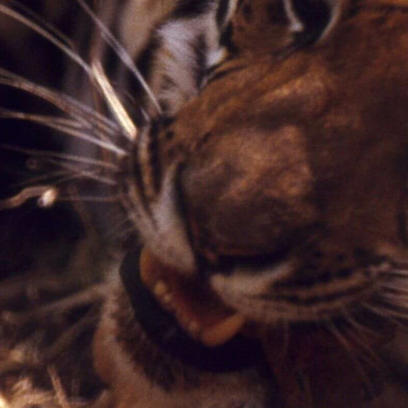 Kanha Nationalpark