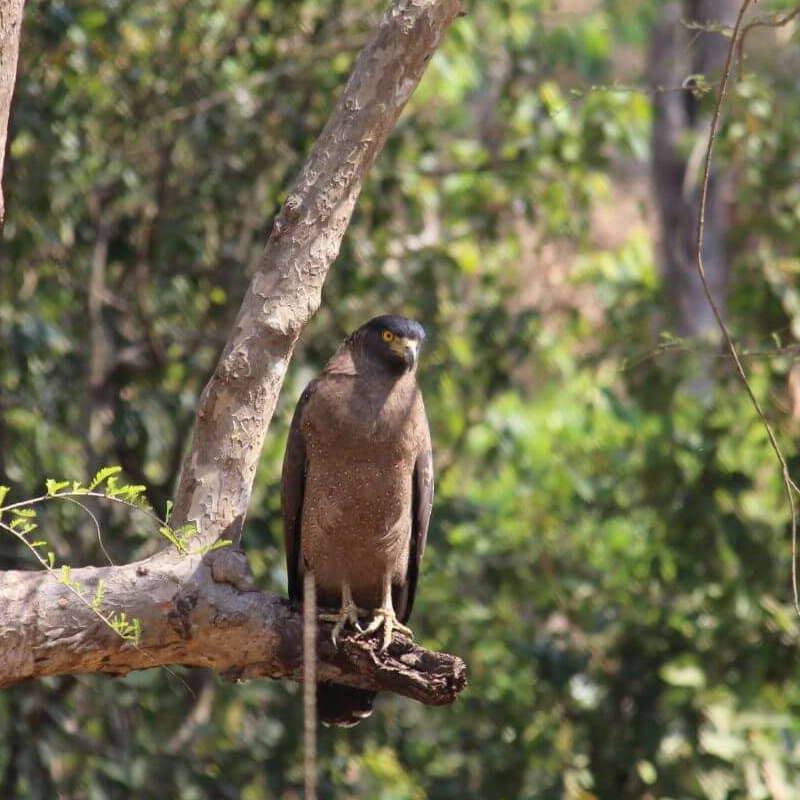 Kanha Nationalpark