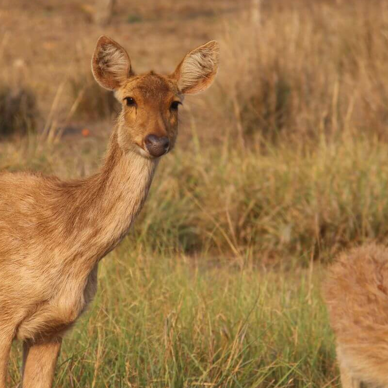 Kanha Nationalpark