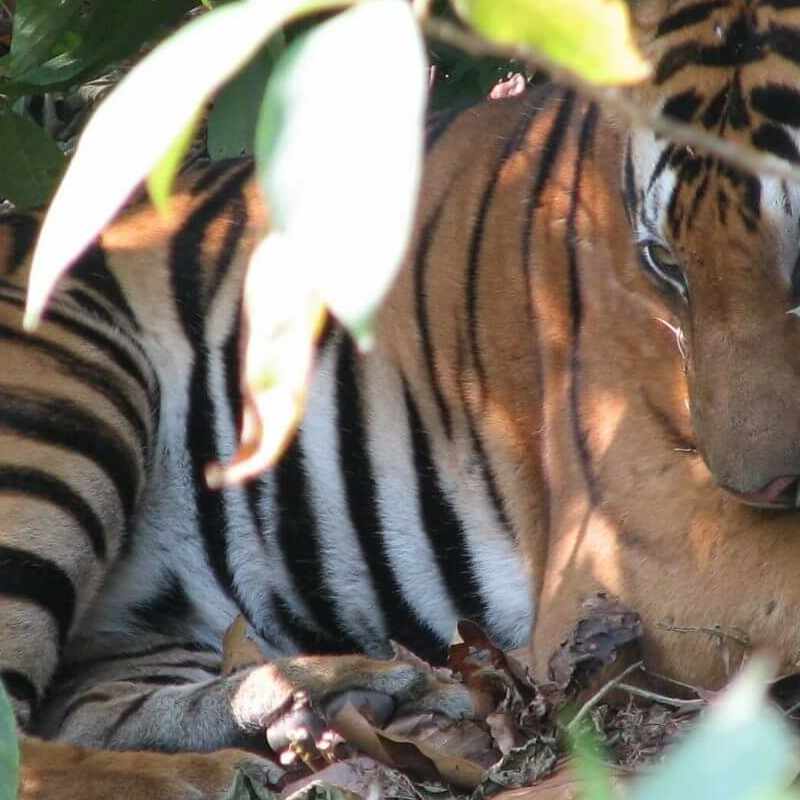 Kanha Nationalpark