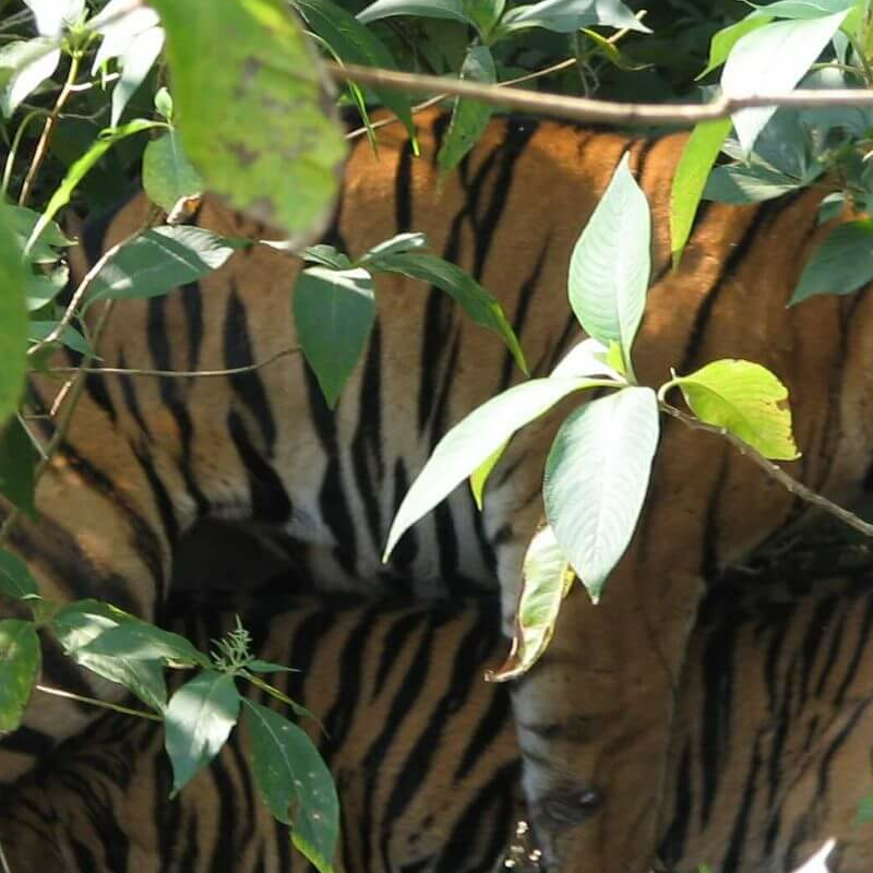 Kanha Nationalpark