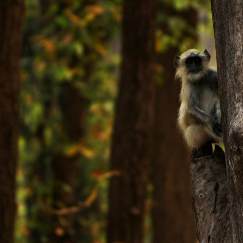 Kanha Nationalpark