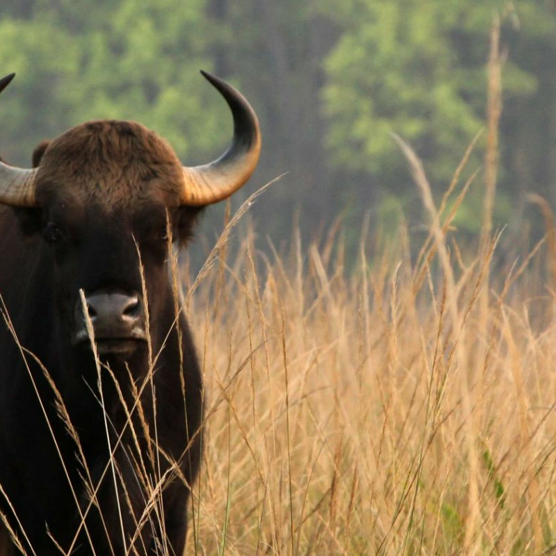 Kanha Nationalpark