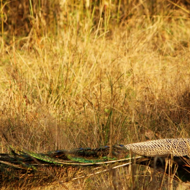 Kanha Nationalpark