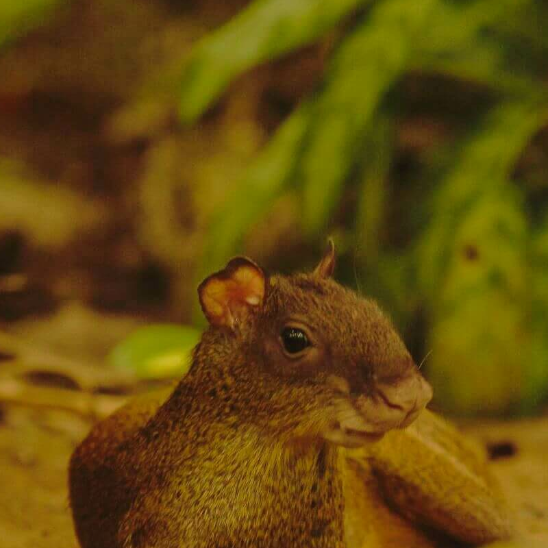 Karibikküste Costa Rica