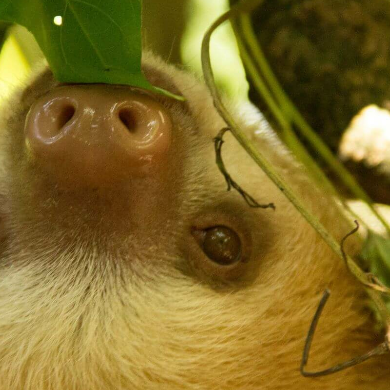 Karibikküste Costa Rica