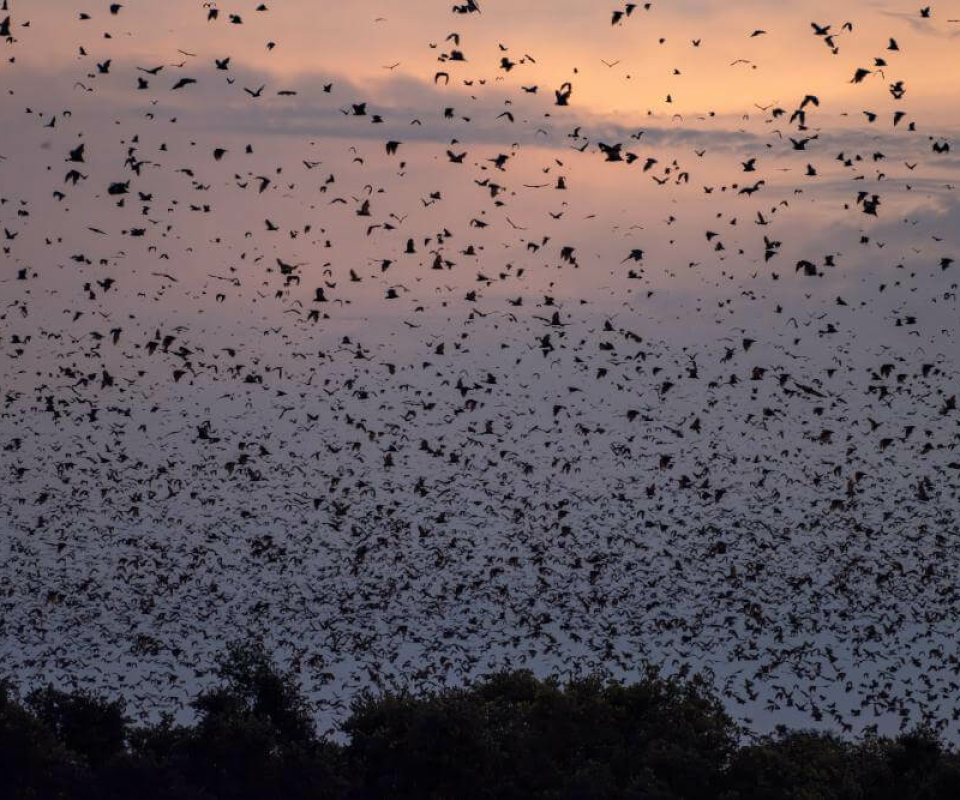 Kasanka Nationalpark