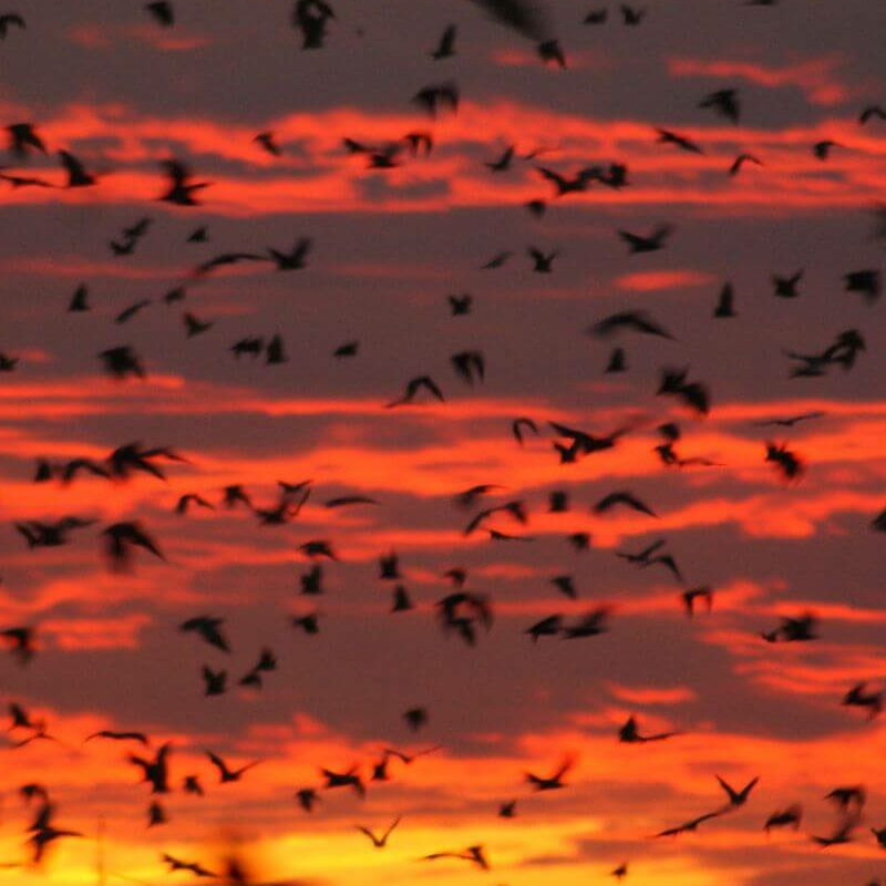 Kasanka Nationalpark