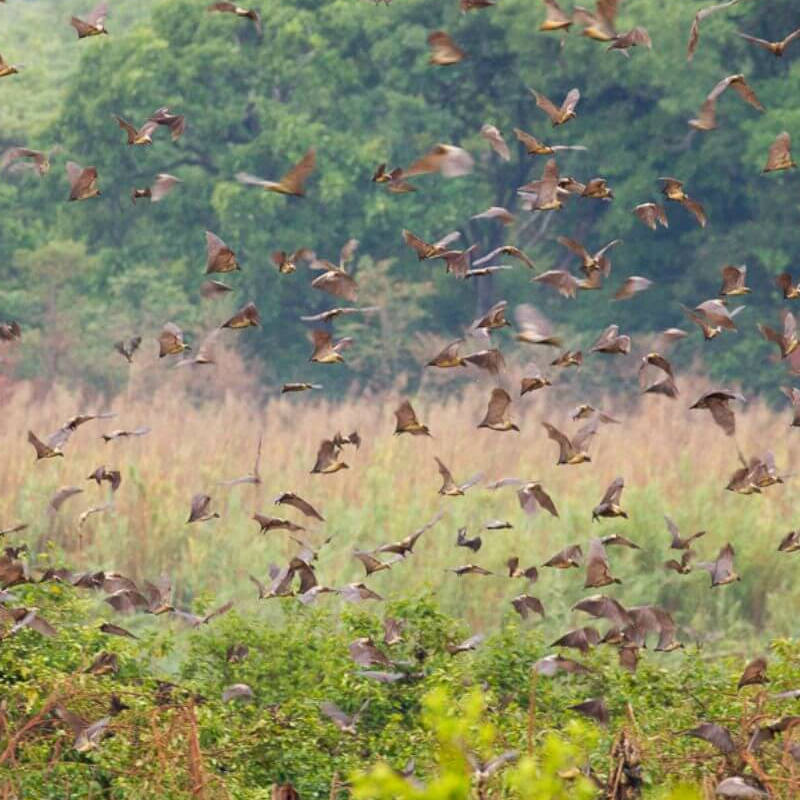 Kasanka Nationalpark