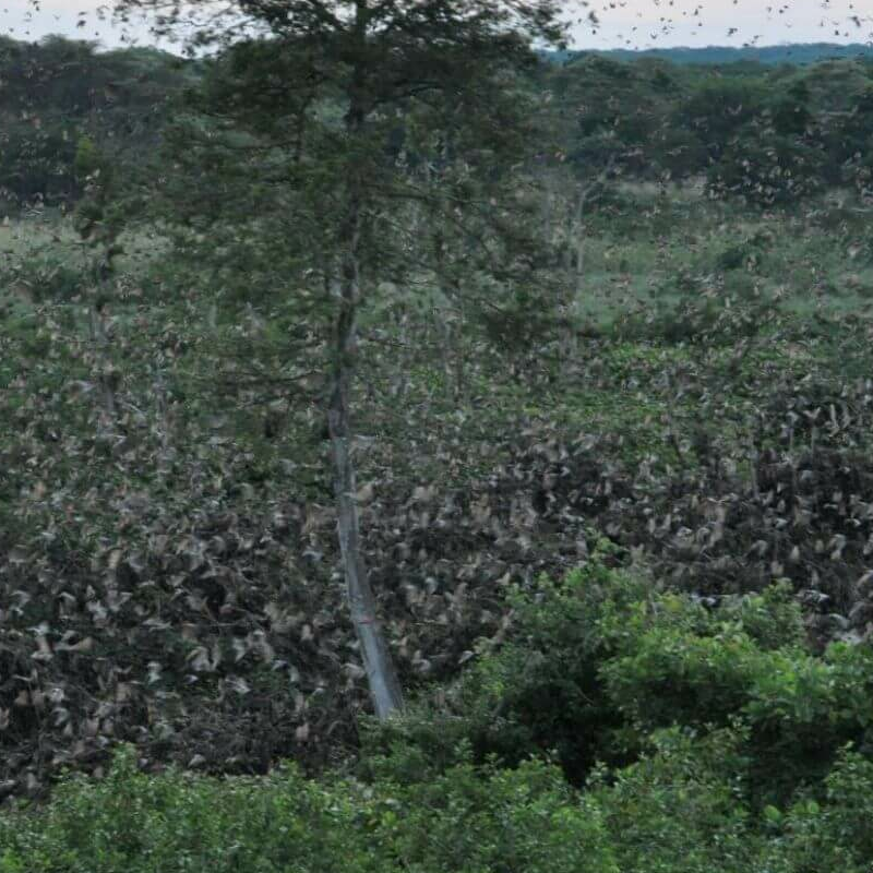 Kasanka Nationalpark