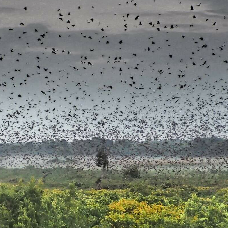 Kasanka Nationalpark