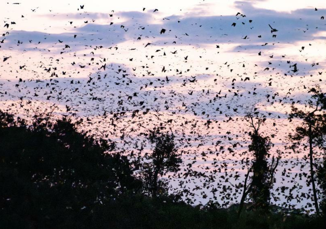 Kasanka Nationalpark