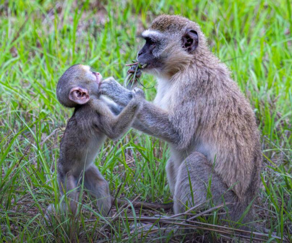 Kasanka Nationalpark