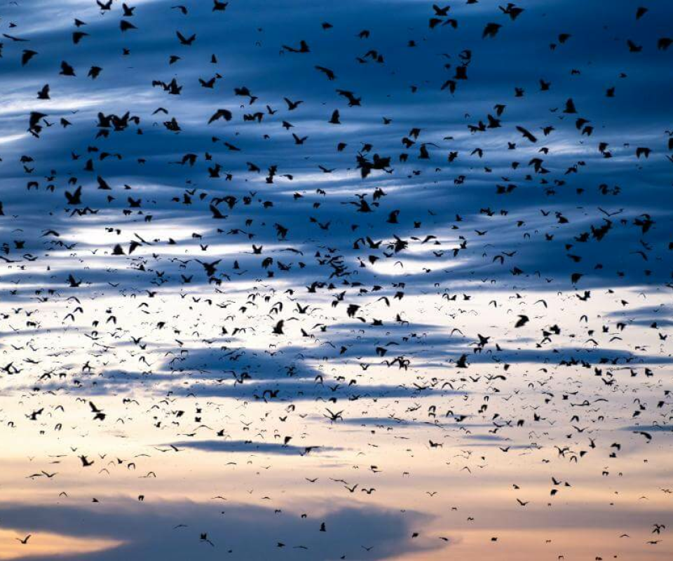 Kasanka Nationalpark