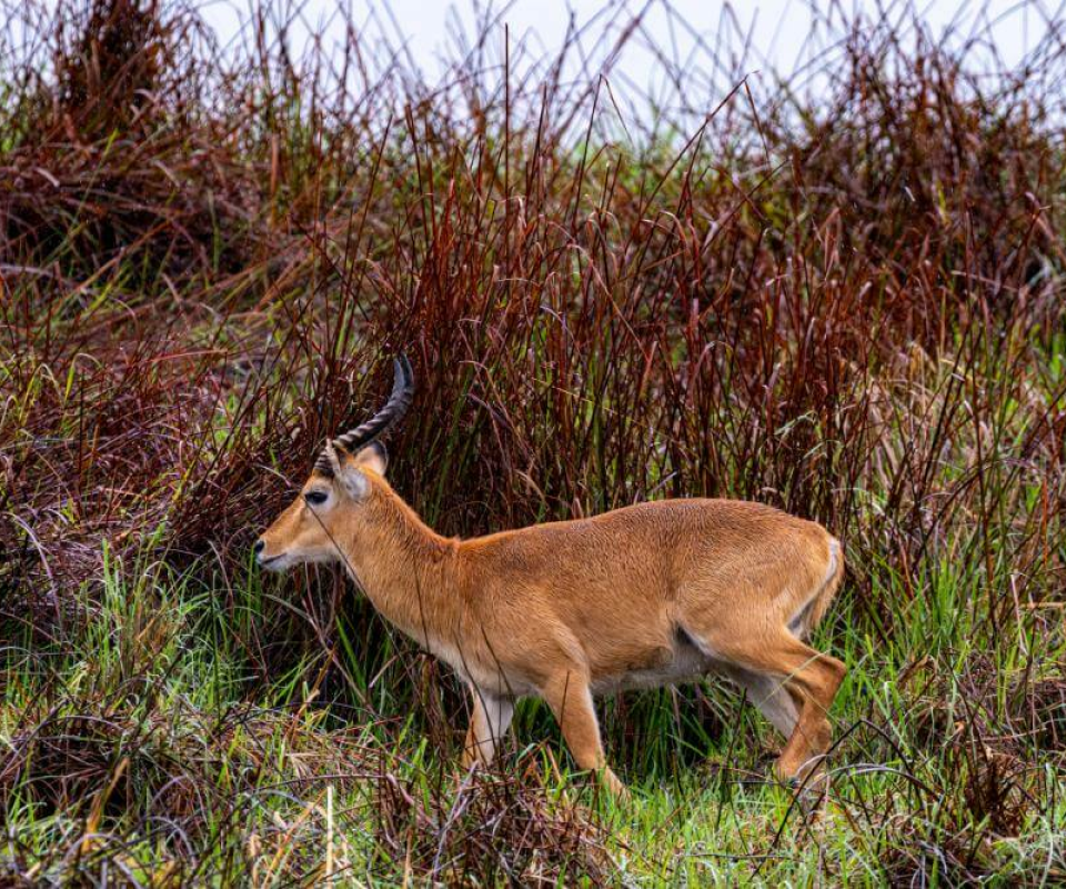 Kasanka Nationalpark