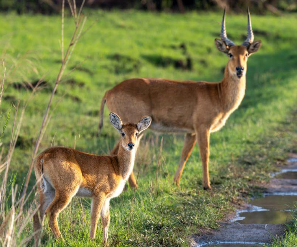 Kasanka Nationalpark