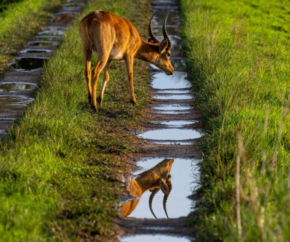 Kasanka Nationalpark