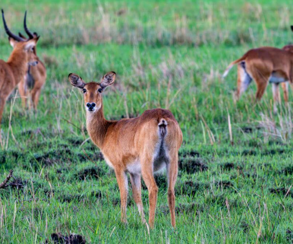 Kasanka Nationalpark
