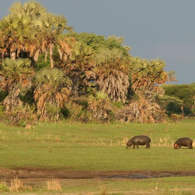 Katavi-Nationalpark